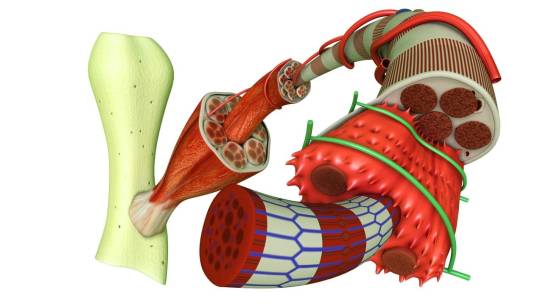 Sarcopenia (Muscle Loss Due to Aging)